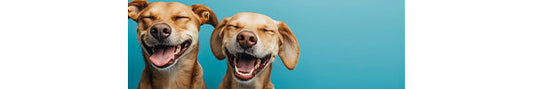 Dental Care Made Easy