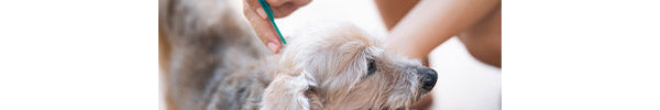 How Does Tevra Brands Compare to FRONTLINE Plus for Dogs?