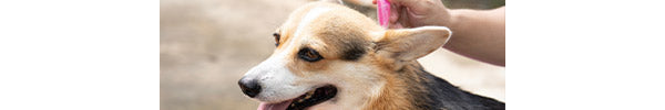 How does Tevra brands Compare to K9 Advantix II for Dogs?