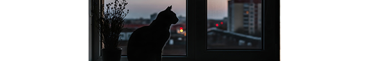 Cat Nighttime Activity: Understanding the Nightly Feline Frenzy and How to Correct It