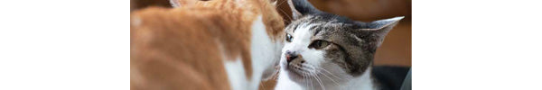 Cat Behavior - Feline Friendship