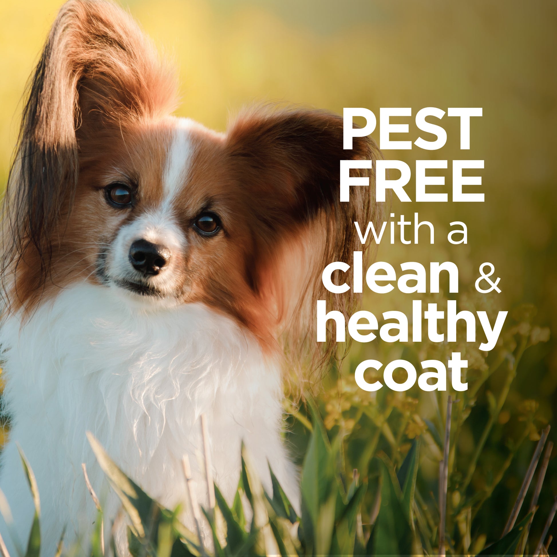 25050-Vet-AvantectShampoo-for-Dogs-Pest-Free