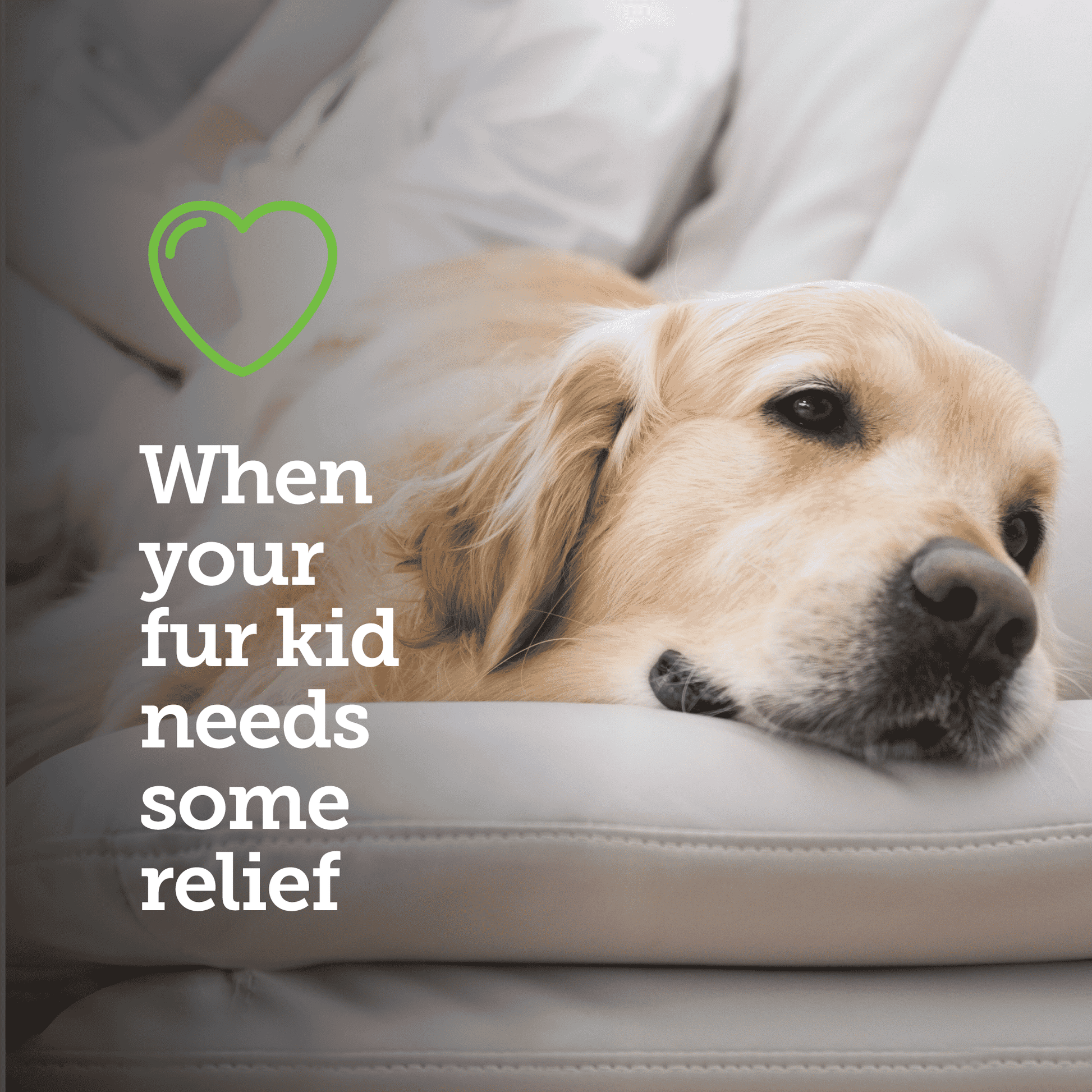 TP-Aspirin-PAW-XL Sad-dog