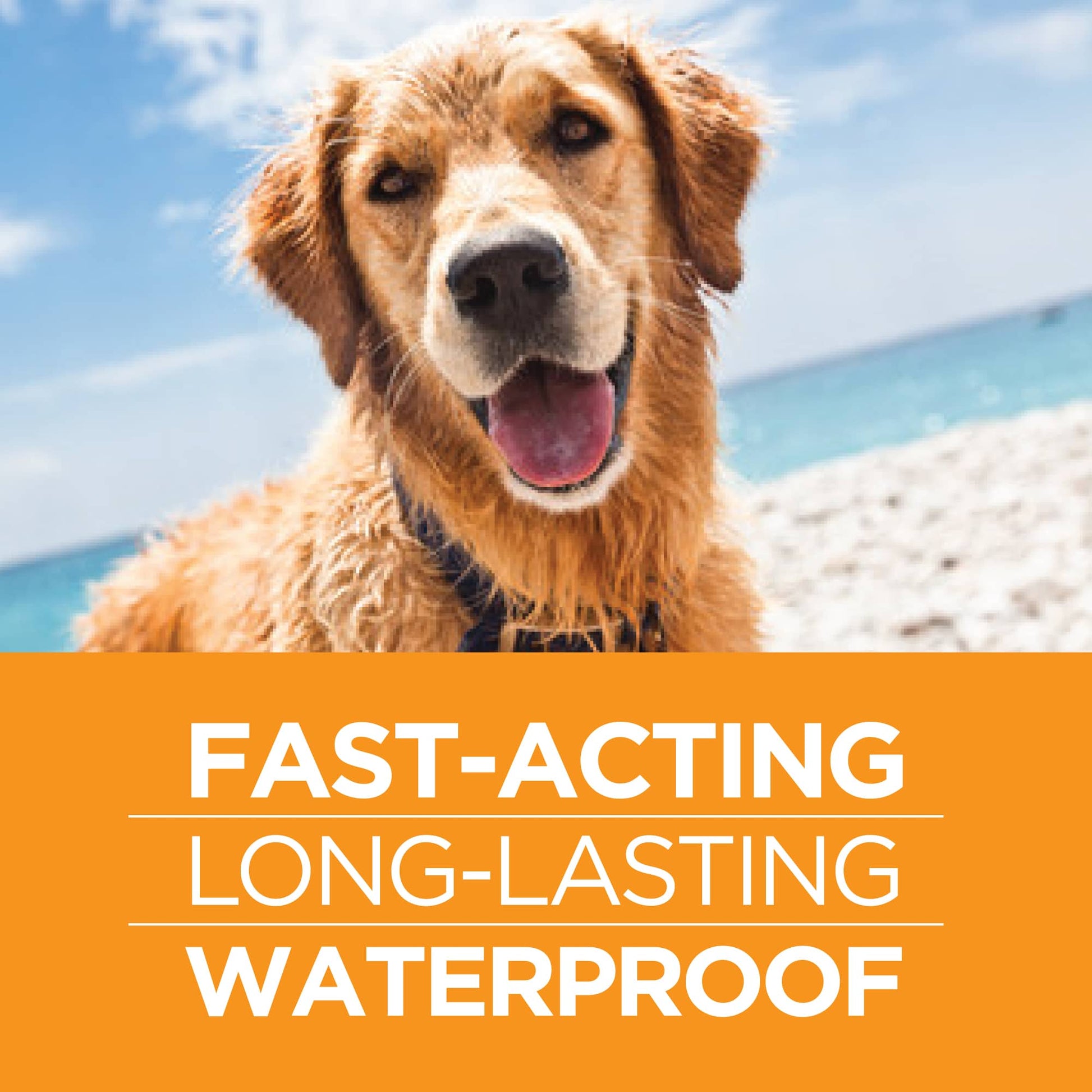 TP-FirstAct-Dog-Waterproof