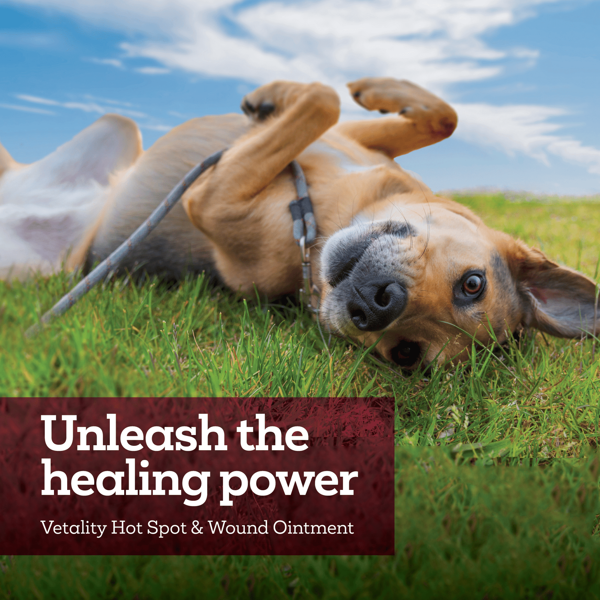 Vet-Hot-Spot-PAW-Healing-Power