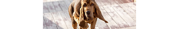 Advancing Care for Dogs with Arthritis: New Tools, Treatments & Tips for 2025
