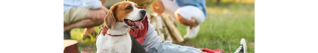 Dogs at the BBQ: What They Can Eat, What They Shouldn't, and How Hank Keeps Trying Anyway