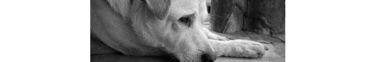 Decoding Dog Anxiety