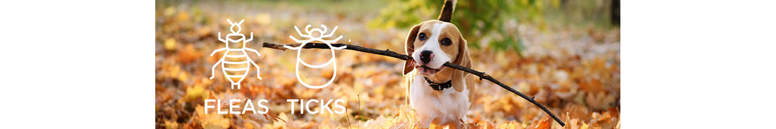 COOLER WEATHER DOESN’T MEAN FLEAS AND TICKS ARE GONE