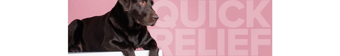 When Minor Bumps Happen With Your Pets Fast-Acting Solutions Are a Huge Relief