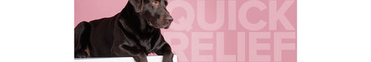 When Minor Bumps Happen With Your Pets Fast-Acting Solutions Are a Huge Relief