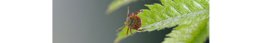 Tick Update 2026: Why Pet Owners Should Stay Vigilant This Season