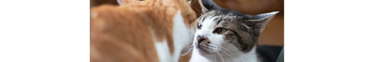 Cat Behavior - Feline Friendship