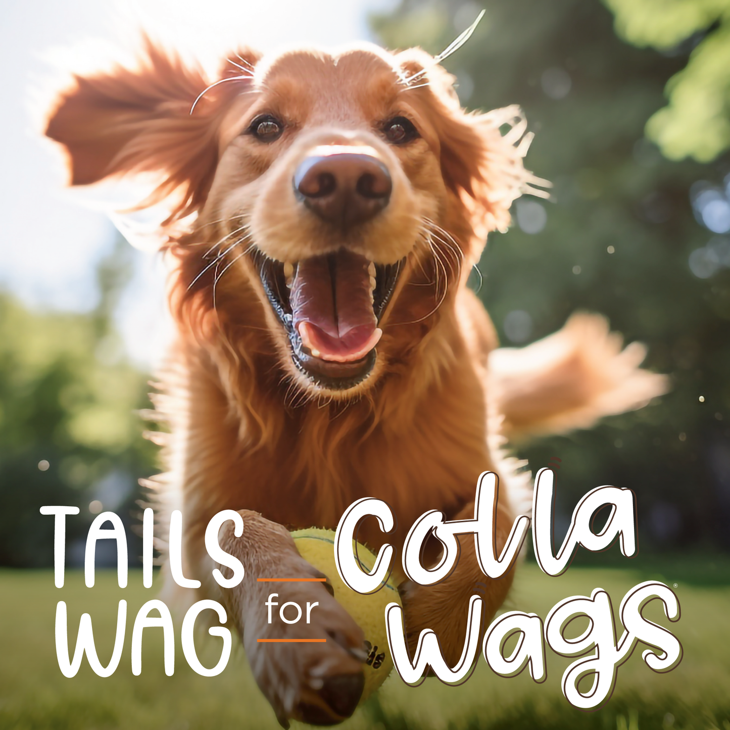 Collawags Retriever Rolls Chicken Flavor 6oz