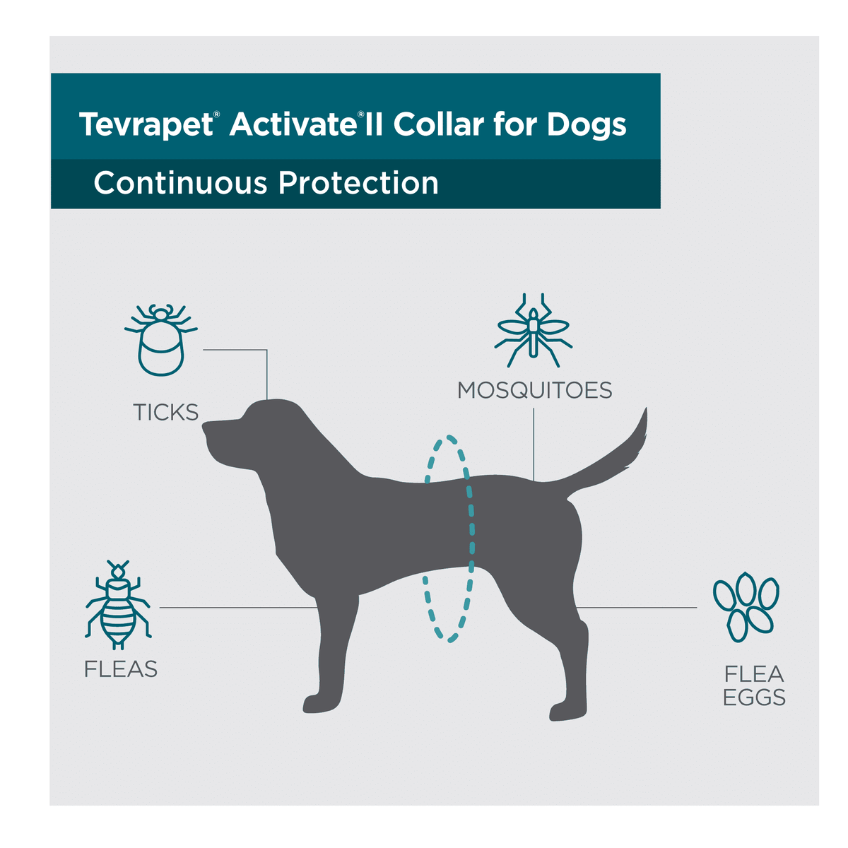 Activate II Flea Collar for Dogs: Flea and Tick Protection - Tevra Pet ...